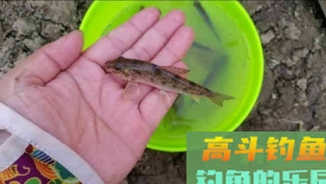 夏季钓鱼，学会这样使用米饭饵，专钓大鲫鱼