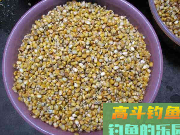 如何制作玉米粒钓饵？如何选点打窝与玉米粒使用技巧