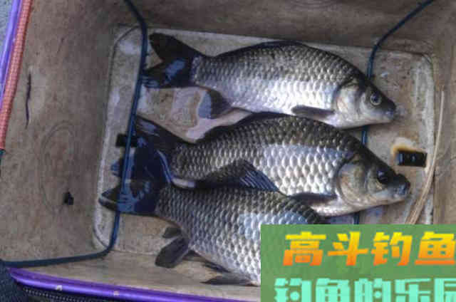 冬天野钓大板鲫时，一些打窝诱鱼方式与技巧