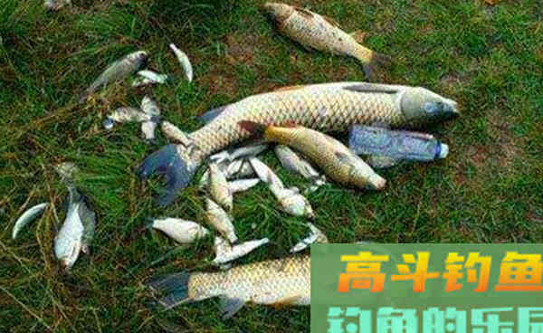 野钓用饵狠招数：颗粒饲料的多种用法，通杀鲫草鲤
