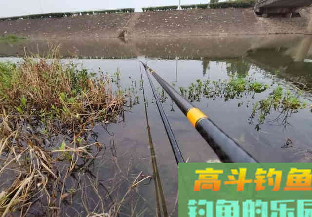 口香糖能钓到鱼吗？野河小测4小时，效果十分稳定