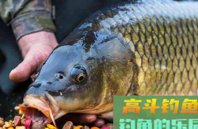 这些常见食物，不仅可以吃，拿来钓鱼效果很棒