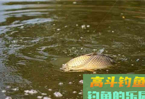 细说打窝诱鱼的思路与操作手法，助你爆护