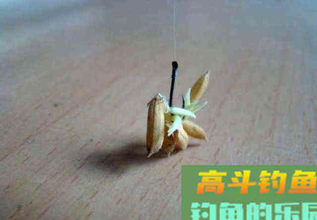 被钓鱼人忽视的绿色钓饵谷芽，制作过程及使用方法
