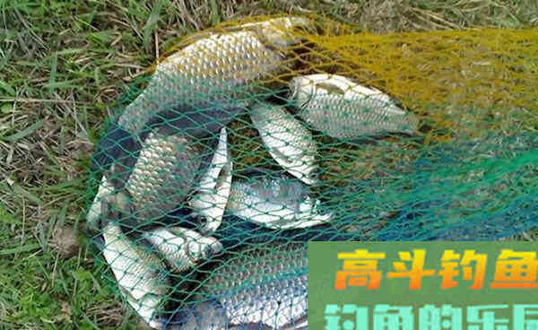 秋意浓桂花香，自制桂花酒米，四季通用，狂拉大鲫鱼