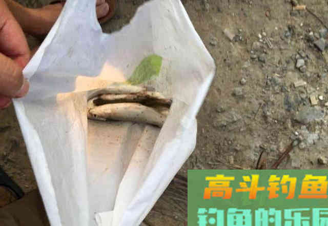 万能鱼饵非蚯蚓莫属？不，还有苍蝇也可以钓鱼