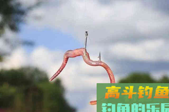 一提蚯蚓饵，我就只服这高端用法，百试百灵