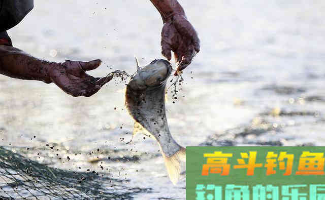 野钓饵料不一定越腥越好，浓引淡钓？分析鱼情才能钓好鱼