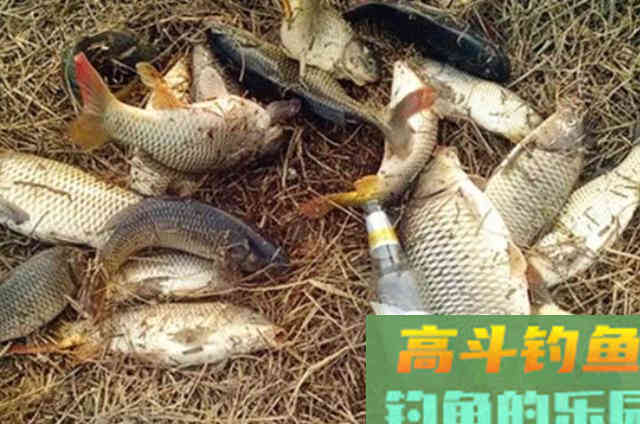 夏天一热，这鲤鱼饵才最火爆