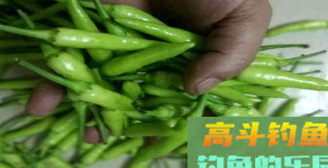 农村小哥用小米椒做窝料，诱鱼快穿透力强，附配方