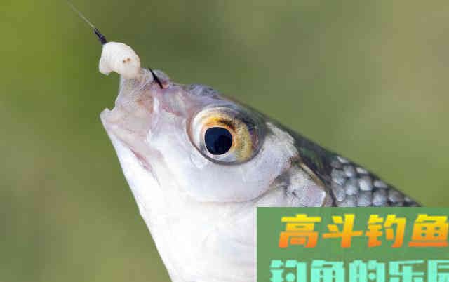 关于拉丝粉开拉饵的运用技巧知识