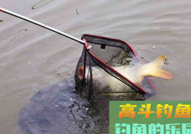 钓鱼打窝绝学分享，诱鱼不理想的钓友看过来
