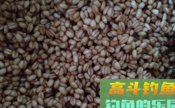 自制麦粒饵，夏季使用通杀大小鱼