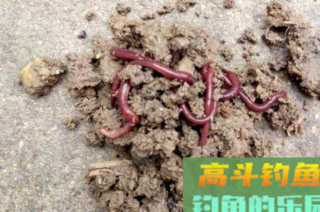 蚯蚓钓鱼时，用对方法，板鲫格外好钓