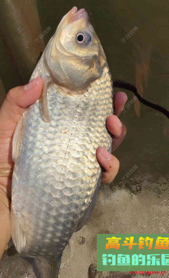 早春钓鱼的用饵技巧