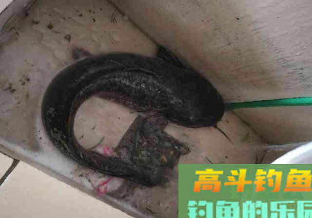 5块钱的鸡肝，简单加工，河边钓了10条鲶鱼