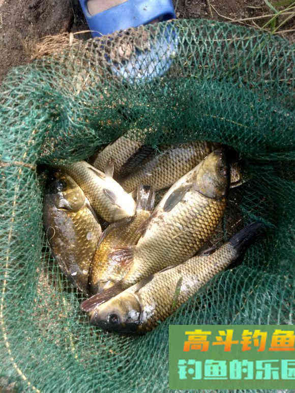 深秋钓鱼特效添加剂，你家厨房就有