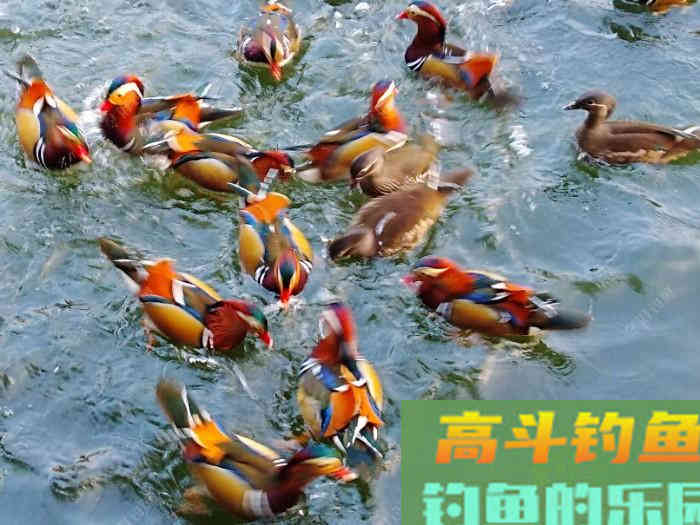 五种情况下需用轻饵作钓，能让你更好的钓获大鲫鱼
