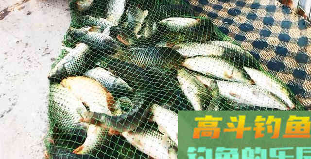 入手新款饵料，不知如何驾驭它，看完这篇文章你就知道了