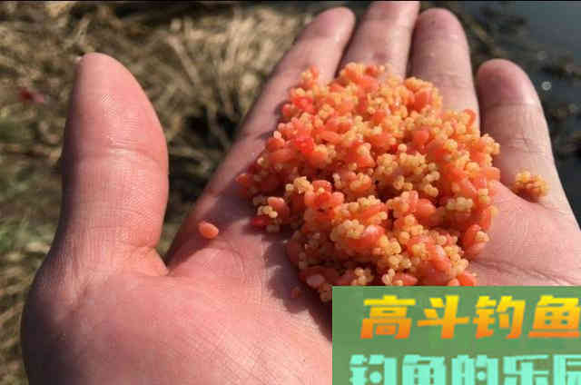 酒米钓鱼的4种最新用法，用过不是高手就是内行