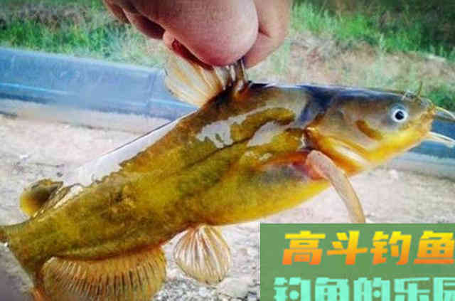 这饵红遍大江南北，对付黄骨鱼绰绰有余