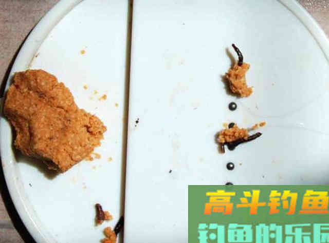 冷天钓鱼别只单挂蚯蚓红虫，多一个小步骤事半功倍