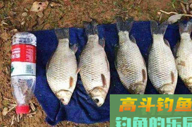 三十年老钓友征服大鲫鱼用的饵，至今很少败绩