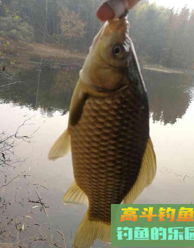 冬季的鲫鱼的钓饵教学，钓获10多斤野生大板鲫鱼