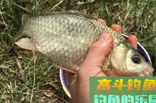 使用蚯蚓饵钓鱼的3个正确用法，传统钓或台钓高手都看