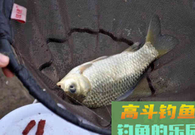 冬季钓鱼的5点体会，并附上我的自制钓鲫饵料配方