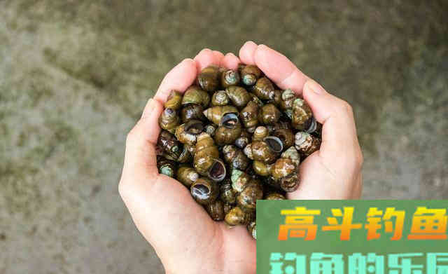 青鱼要用什么饵？选饵要做两手准备