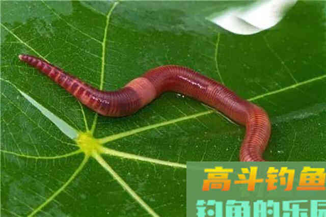 红虫、蚯蚓、大虾拉饵方法大集合