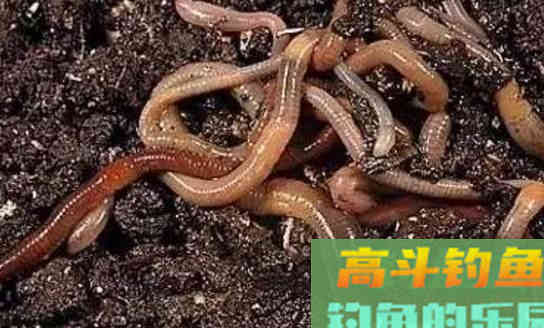 用蚯蚓都没鱼口，是大小没选对，有鱼也没口