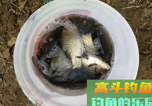 冬季的鲫鱼的钓饵教学，钓获10多斤野生大板鲫鱼