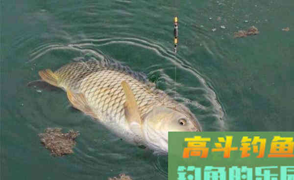 秋季使用这些自制饵料，专门为草鱼和鲤鱼准备