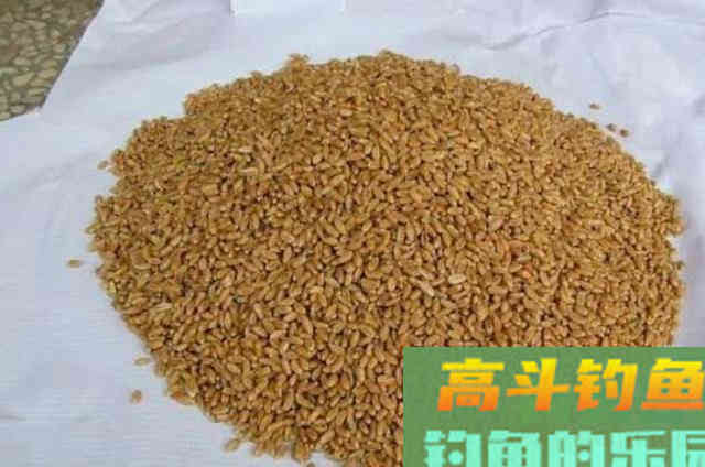 钓了三十年鲫鱼，不料这特效饵比小药还管用