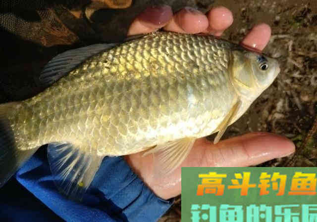 窝料秘方，诱钓野生大板鲫鱼，钓鲫鱼和鲤鱼最佳窝料
