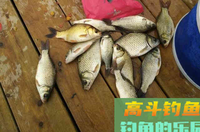 天气变冷后,馒头饵如何添加辅料来野钓鲫鱼的一些方法 天气变冷后,馒头饵如何添加辅料来野钓鲫鱼的一些方法