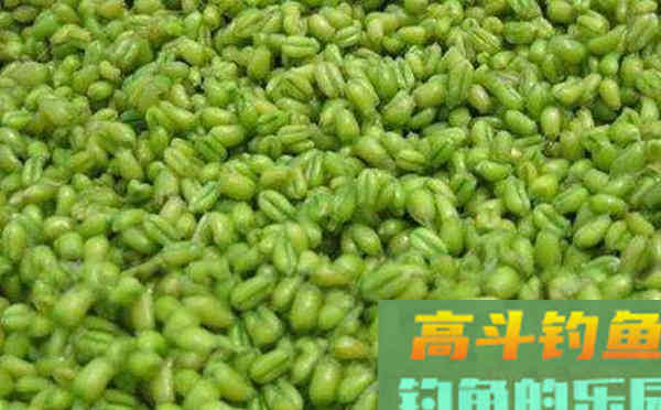 自制麦粒饵，夏季使用通杀大小鱼