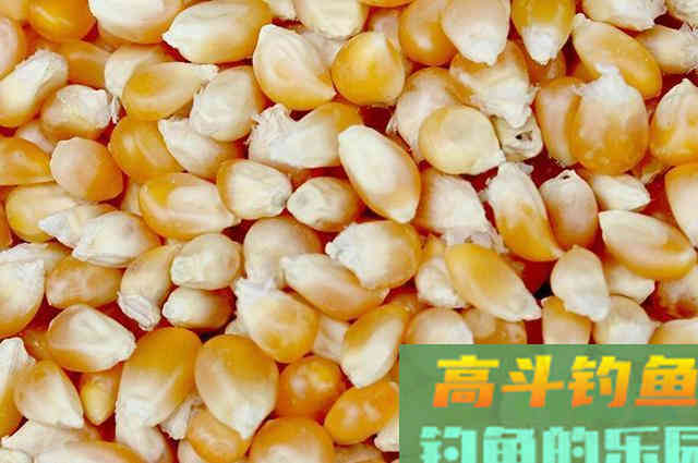 想钓大草大青，可以试试这款大蒜玉米饵