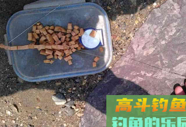 这三种特殊的鱼饵，到底能不能钓上鱼？