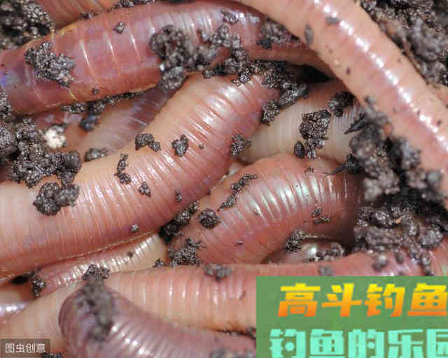 秋季如何才能有更好的鱼货，送上秋钓鲫鱼饵料配方