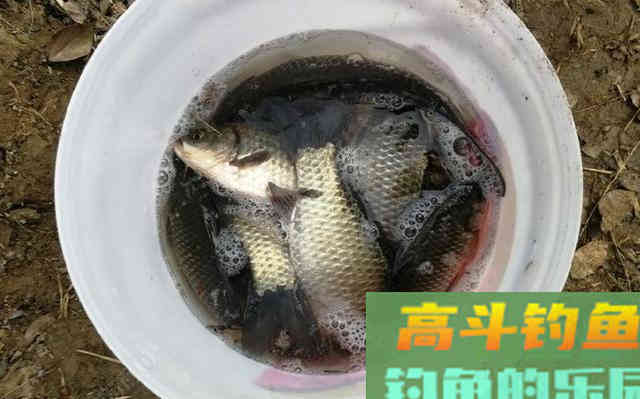 冬季的鲫鱼的钓饵教学，钓获10多斤野生大板鲫鱼