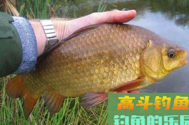 钓饵里多加点虾粉，鲫鱼鲤鱼接二连三