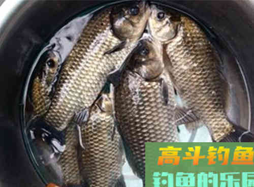 饵料配方分享：专攻大鲫鱼大鲤鱼，初冬钓鱼必备