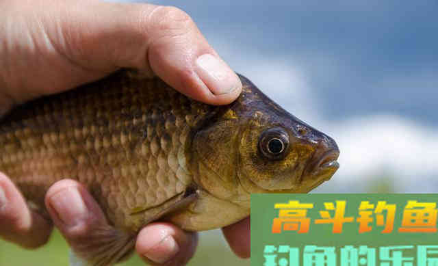 自制水库钓大鱼发酵窝料的材料与步骤，简单易懂