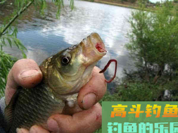 野钓的一款好的万能饵，这是一款最简单的