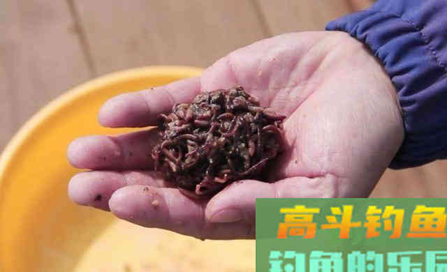 只用蚯蚓垂钓不上鱼，试一试面饵，做成蚯蚓伴侣