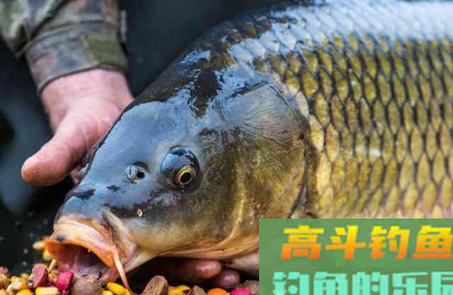 钓鱼添加剂的使用心得，别被无良商家忽悠了