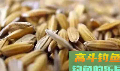 比蚯蚓还好的谷麦钓饵，用好了整个水库只有你爆护